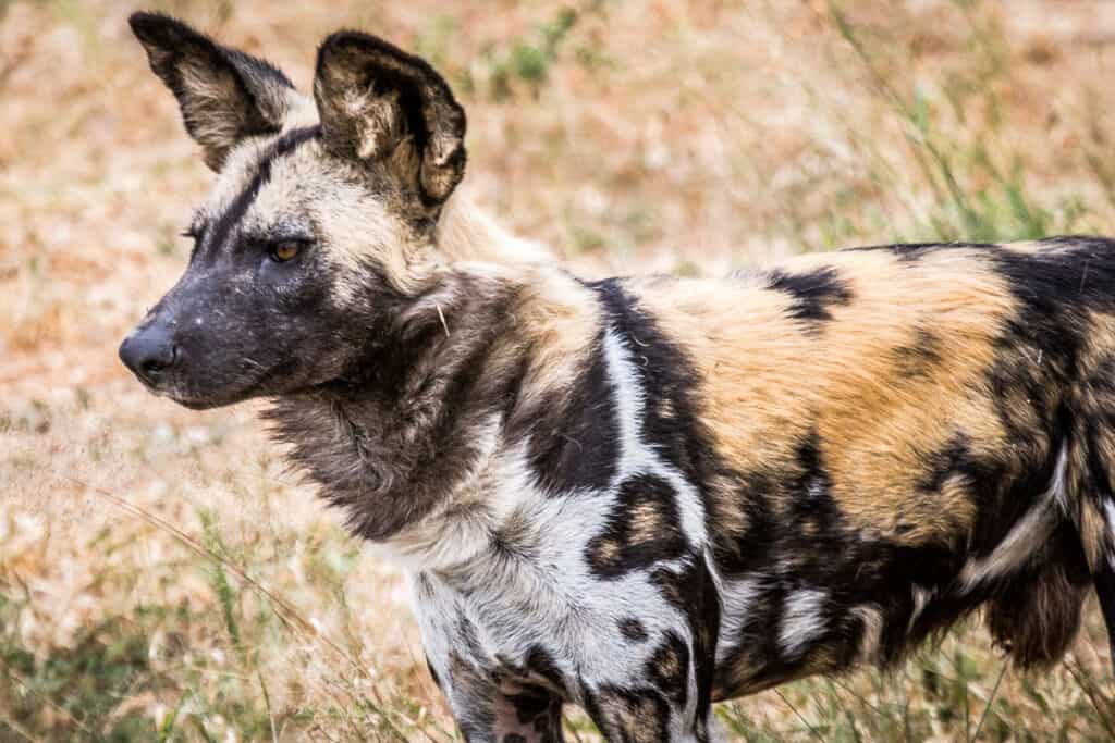 cane africano dipinto