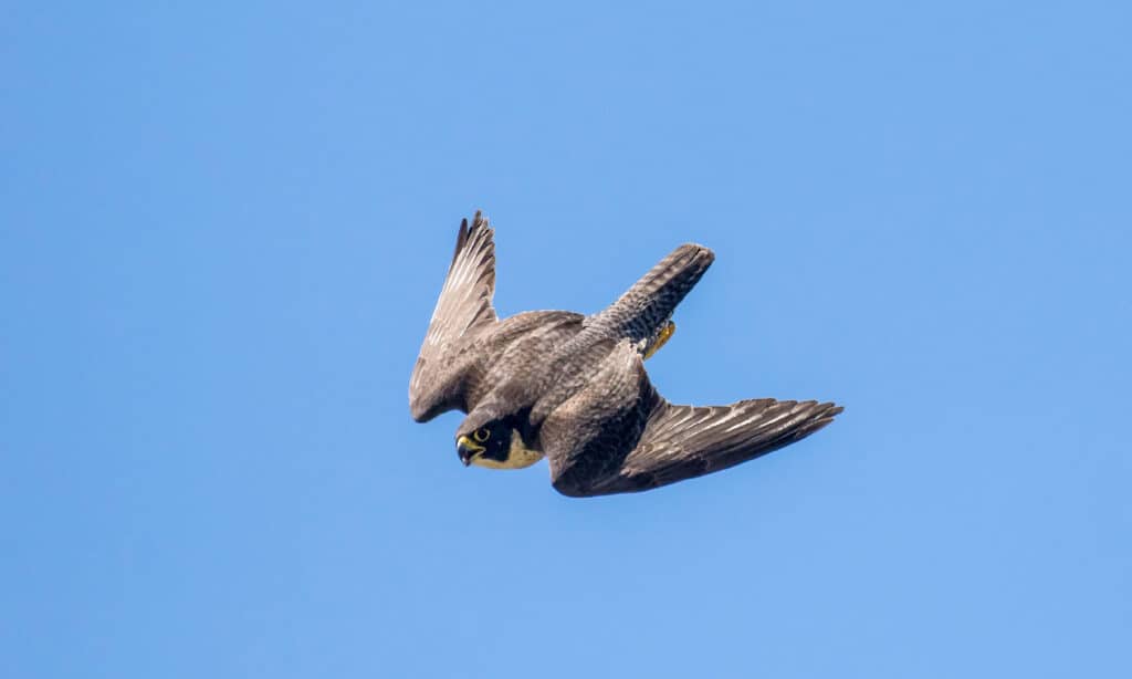 Falco pellegrino