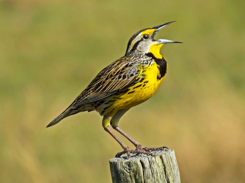 Allodola orientale, Allodola, Animale selvatico, Composizione orizzontale, Bocca aperta