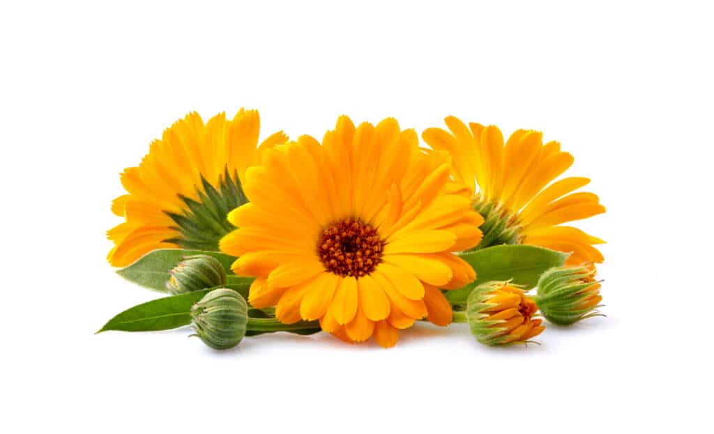 Calendula vs Calendula