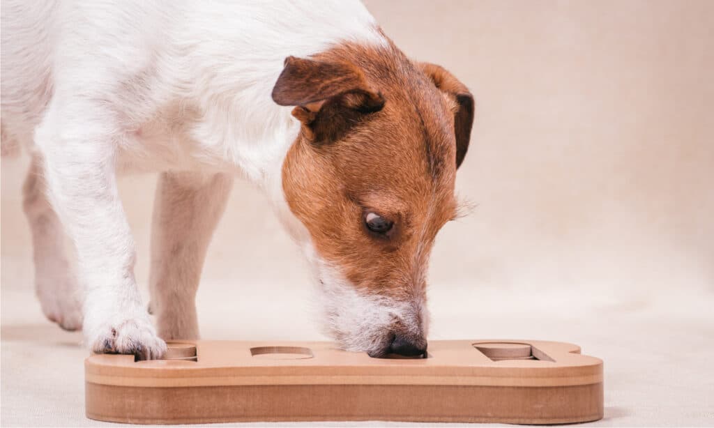 Tappetino per cani da leccare_cane