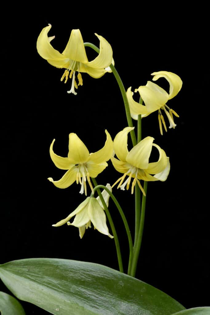 Perenne viola canina o giglio trota.