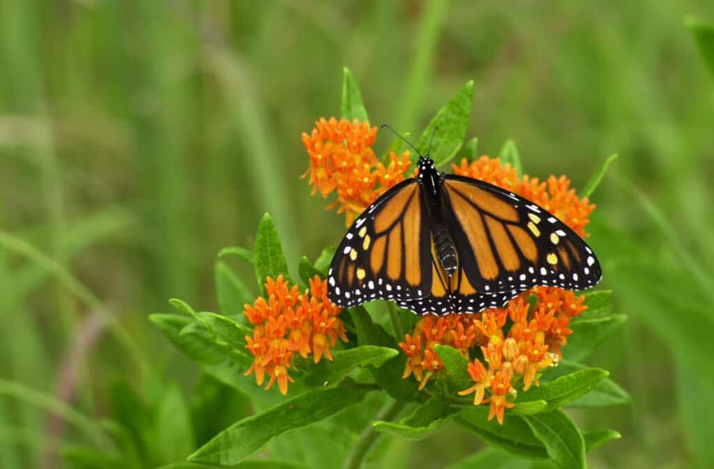 Una farfalla monarca nera e arancione su un fiore arancione Butterfly Weed (Asclepias tuberosa) su uno sfondo di verde indistinto.