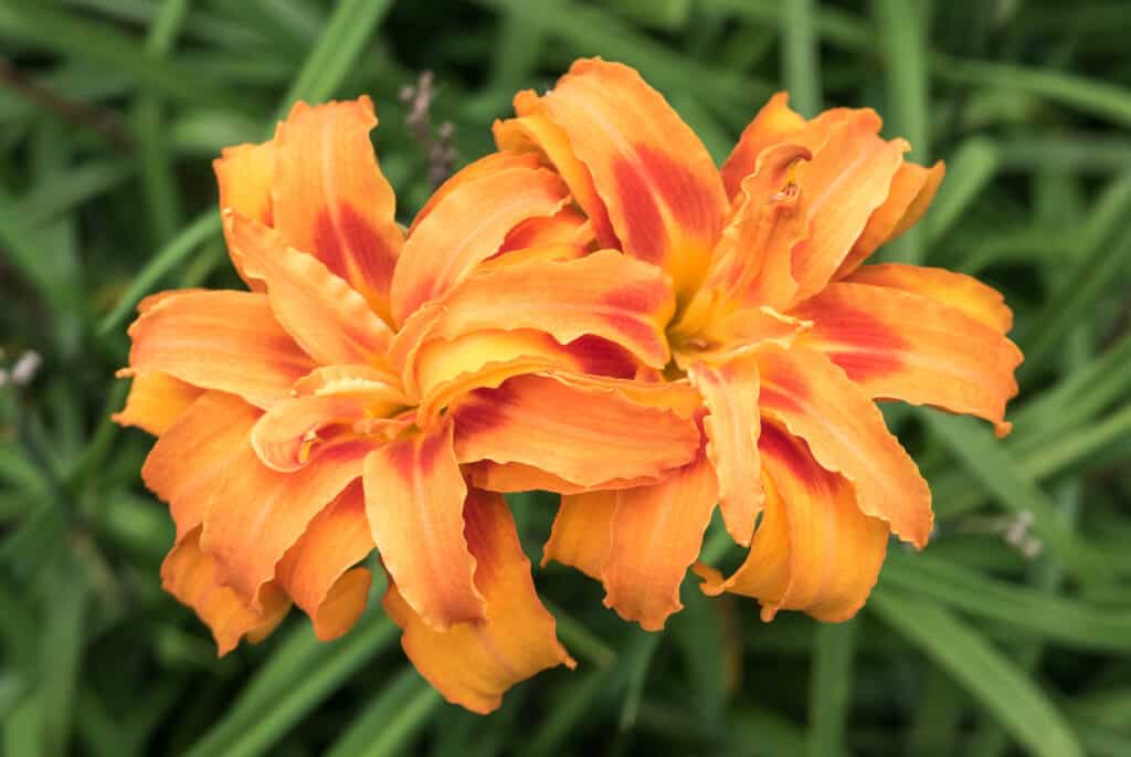 Daylilies arancioni (Hemerocallis fulva "Full Flora'), National Kandawgyi Gardens, Pyin Oo Lwin, Myanmar (Birmania)