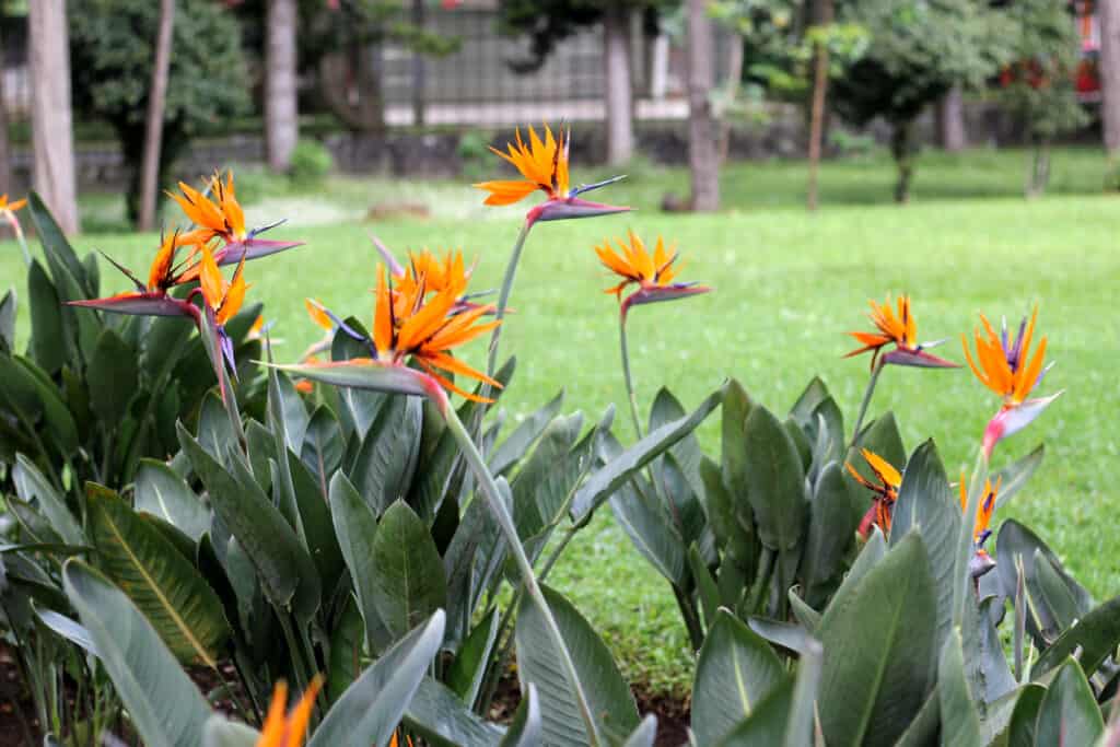 Strelitzia reginae, popolarmente chiamata <a href=