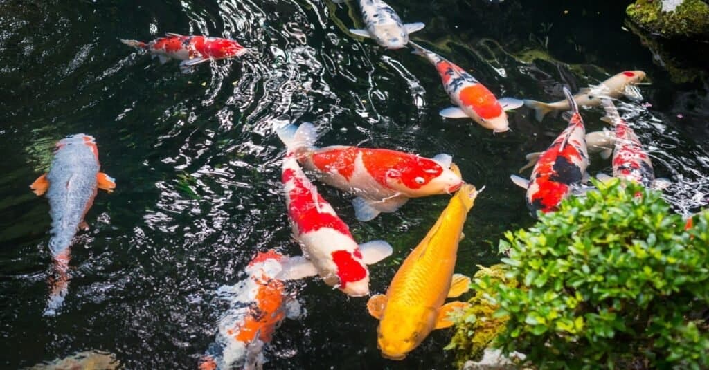 Bella Koi in uno stagno in Giappone.
