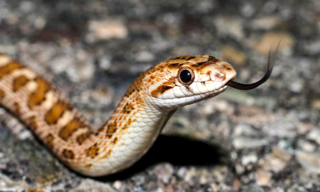 Serpente lucido