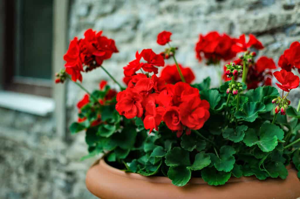 Fiori di geranio rosso in una pentola.