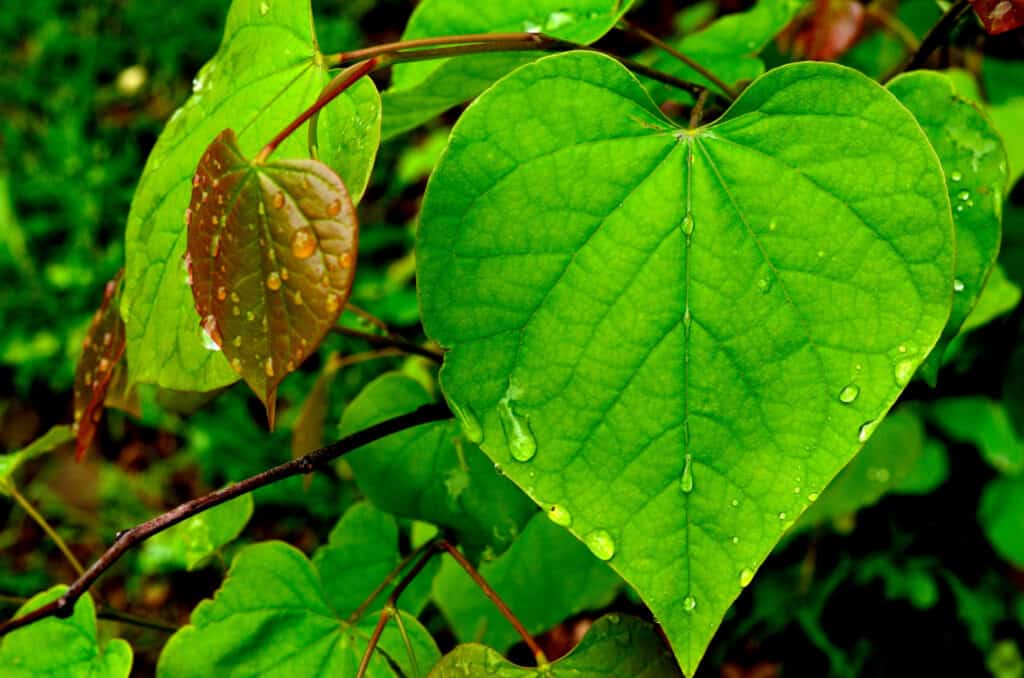Forest Pansy Redbud contro Eastern Redbud