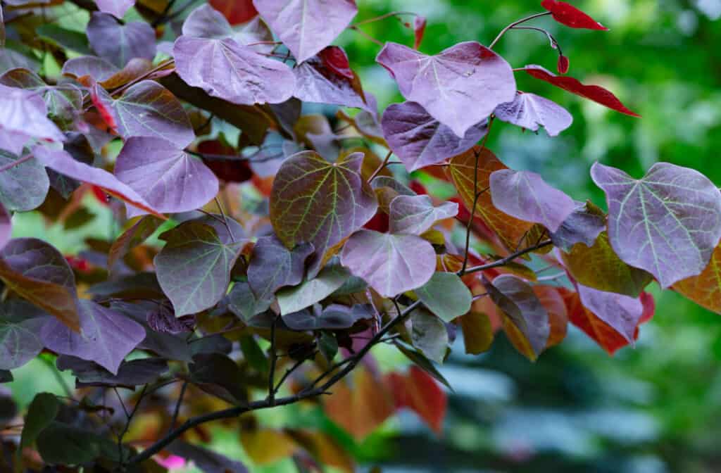 Primo piano di foglie di Redbud Pansy foresta rosso porpora
