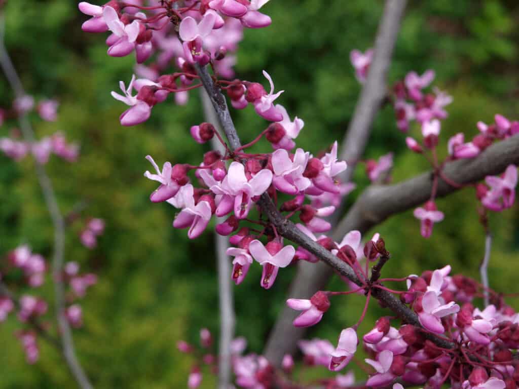 primo piano fiori pansy redbud della foresta