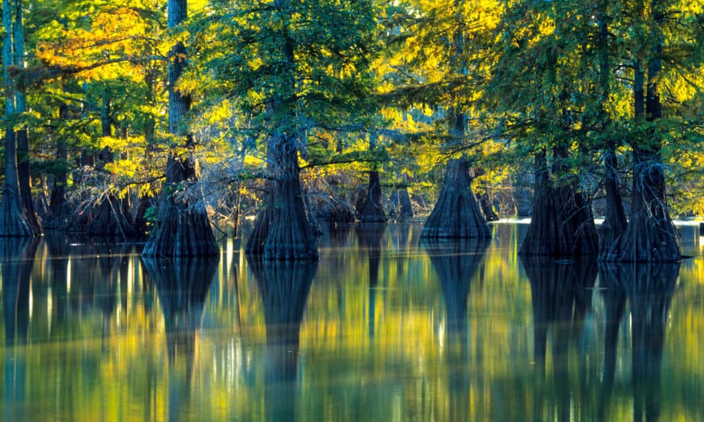 Parco statale Illinois del lago a ferro di cavallo