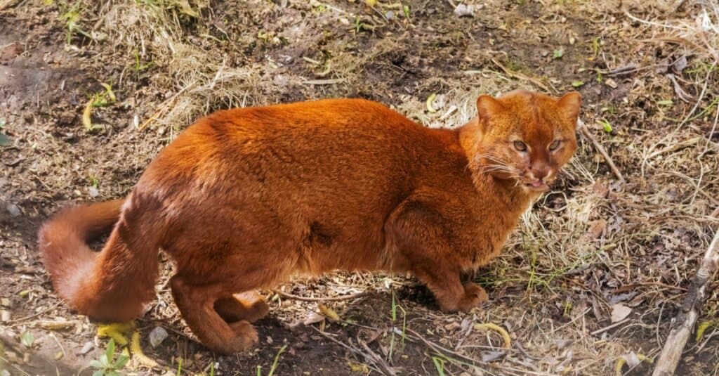 Tipi di gatti selvatici - Jaguarundi