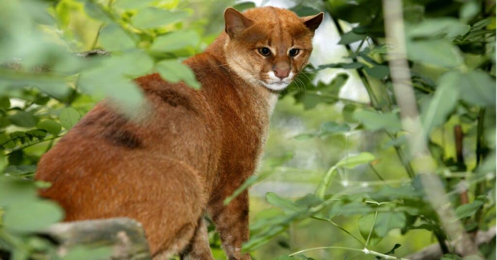 jaguarundi seduto su un ramo in natura