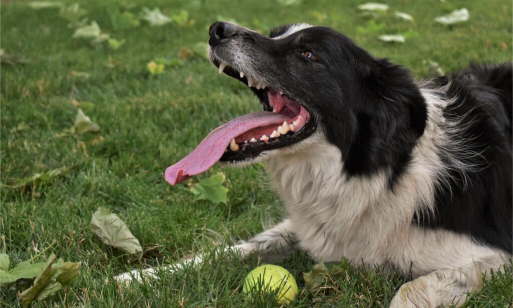 Border collie con una pallina da tennis gialla che ansima