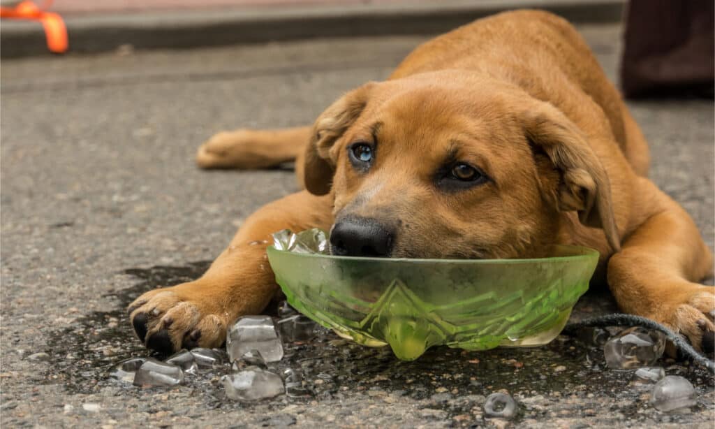 Un cane si raffredda la testa in una ciotola di ghiaccio