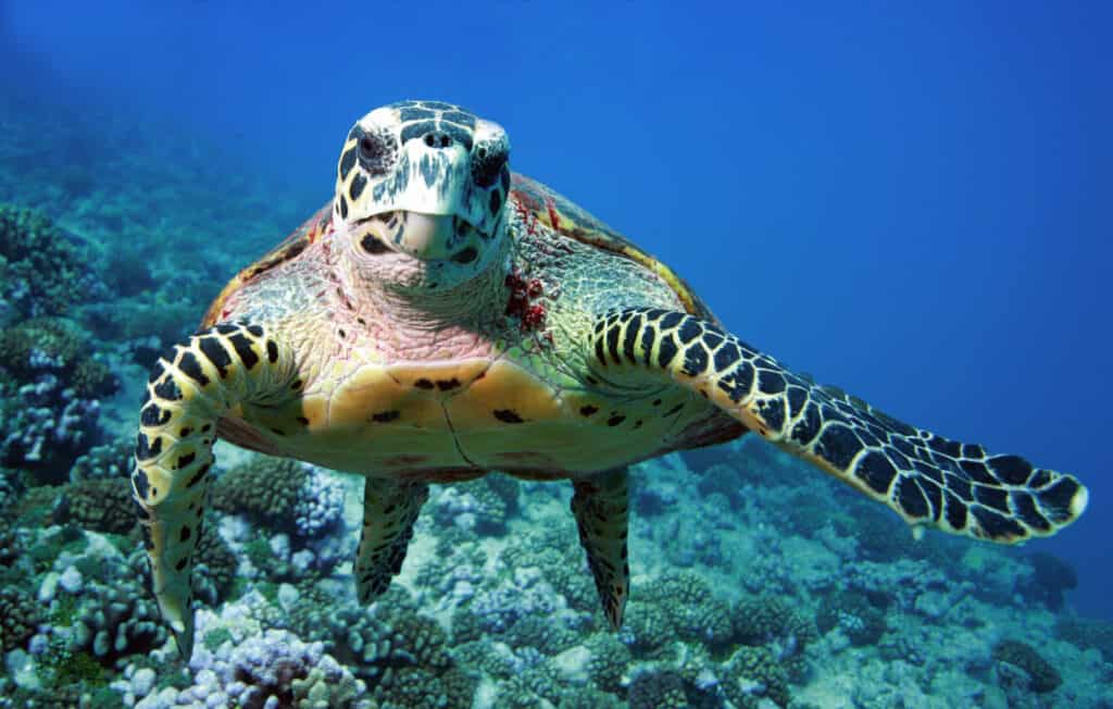 Tartaruga marina attaccata dallo squalo tigre