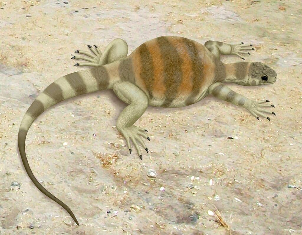 Eunotosaurus africano