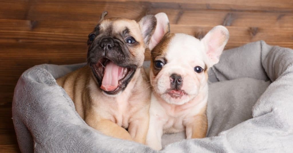 Quanto tempo vivono i bulldog francesi?