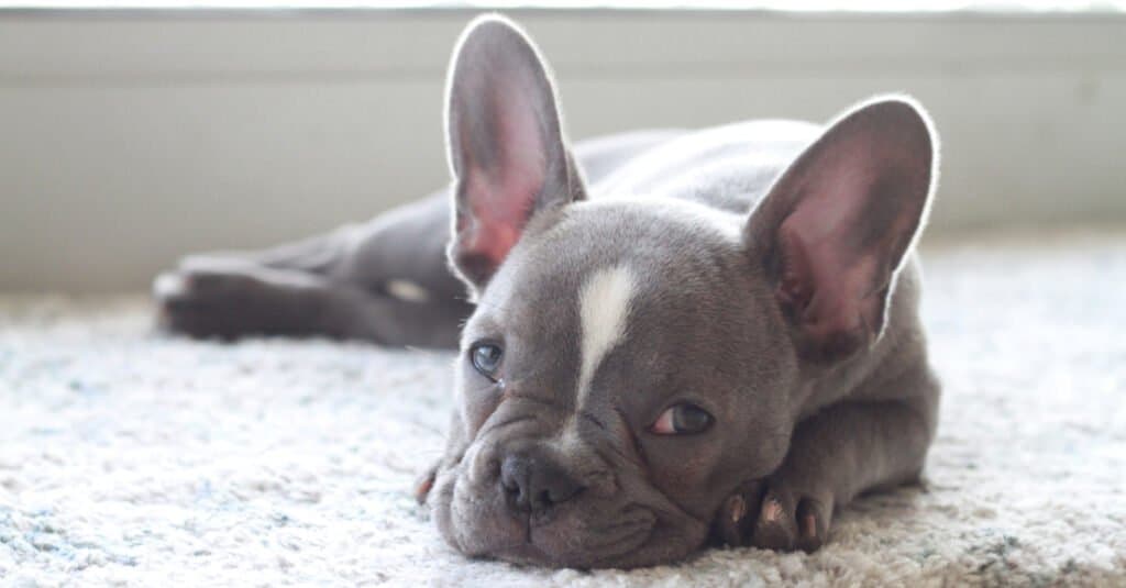 Cucciolo di Frenchton sdraiato