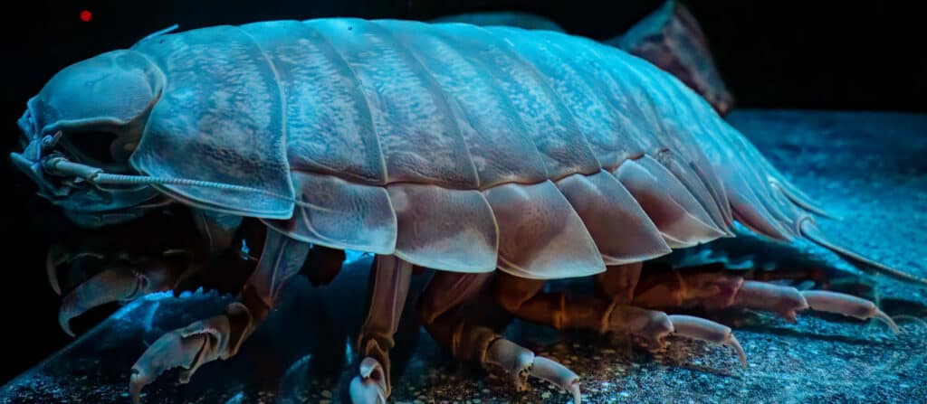 Isopode gigante, Bathynomus giganteus 