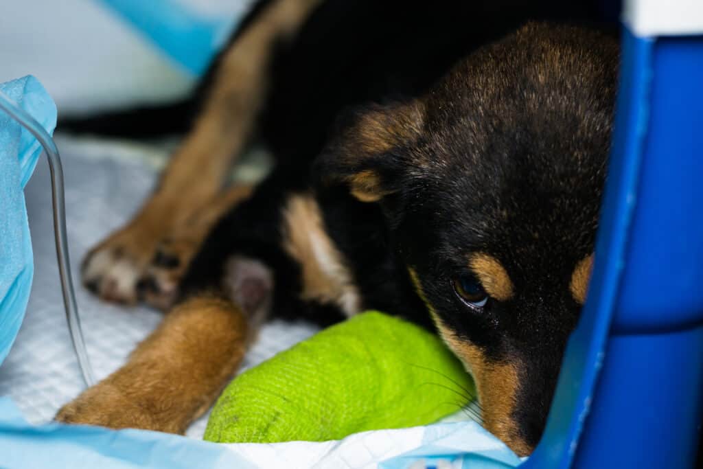 Cane affetto da parvovirosi