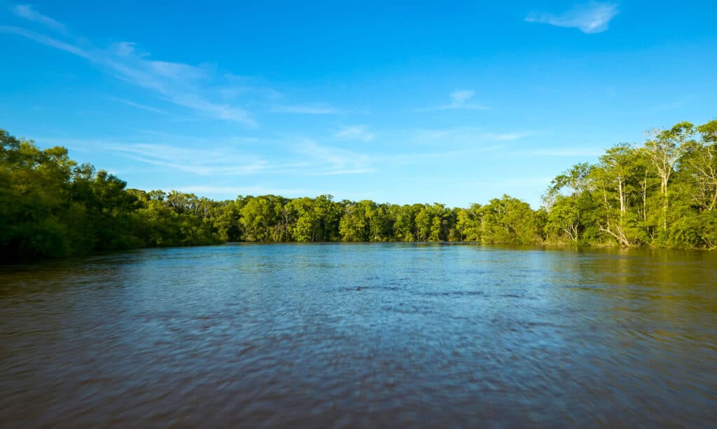 fiume Altamaha