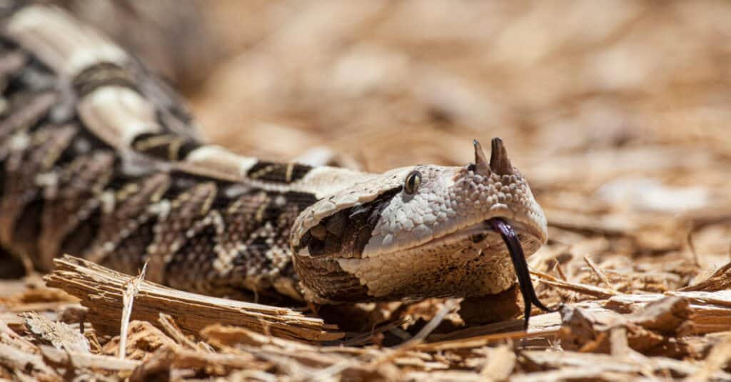 Ehi!  10 serpenti con veleno carnivoro (citotossico).