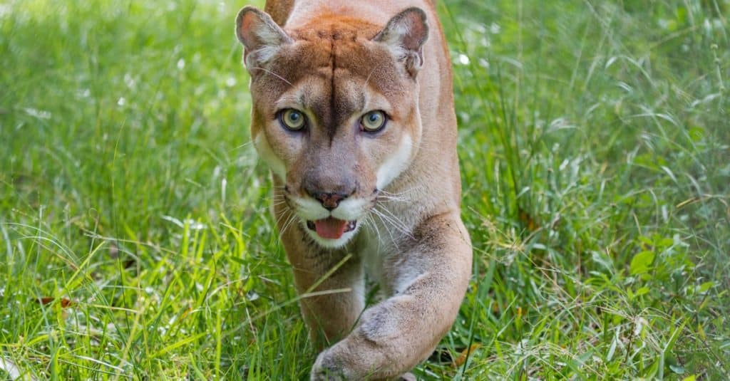 Florida Panther cammina attraverso l'erba alta.