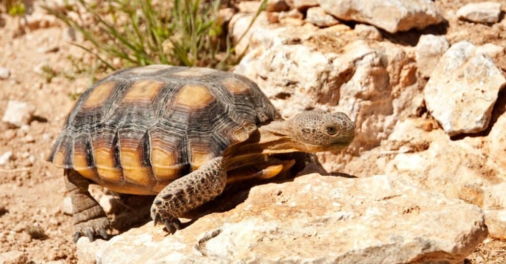 Gli animali più lenti del Nord America