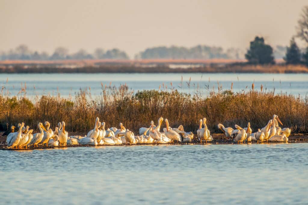 Uno stormo di pellicani nell'acqua
