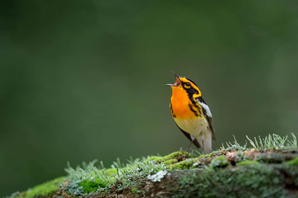Blackburnian Warbler canta appollaiato su un tronco di muschio con uno sfondo verde liscio