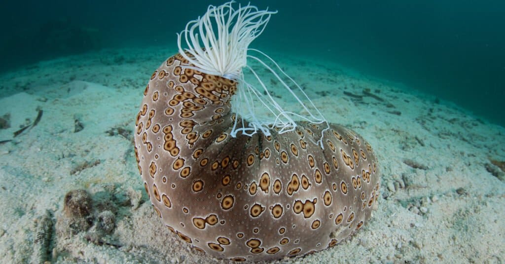 Cosa mangiano i cetrioli di mare - Il cetriolo di mare si difende