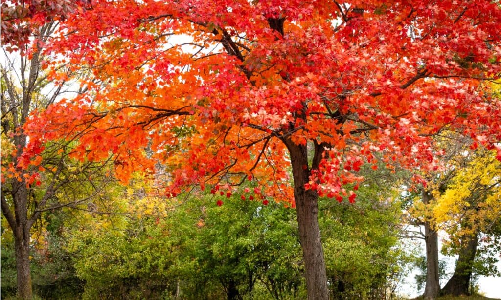 acero rosso in autunno
