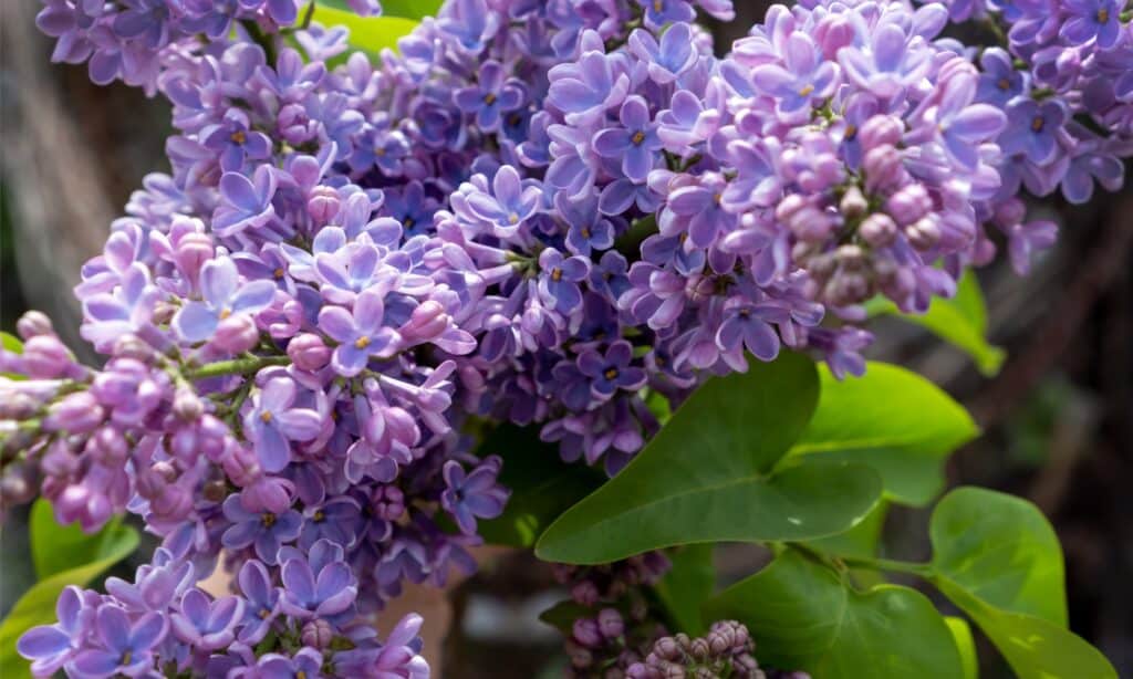 Giardinaggio astrologico