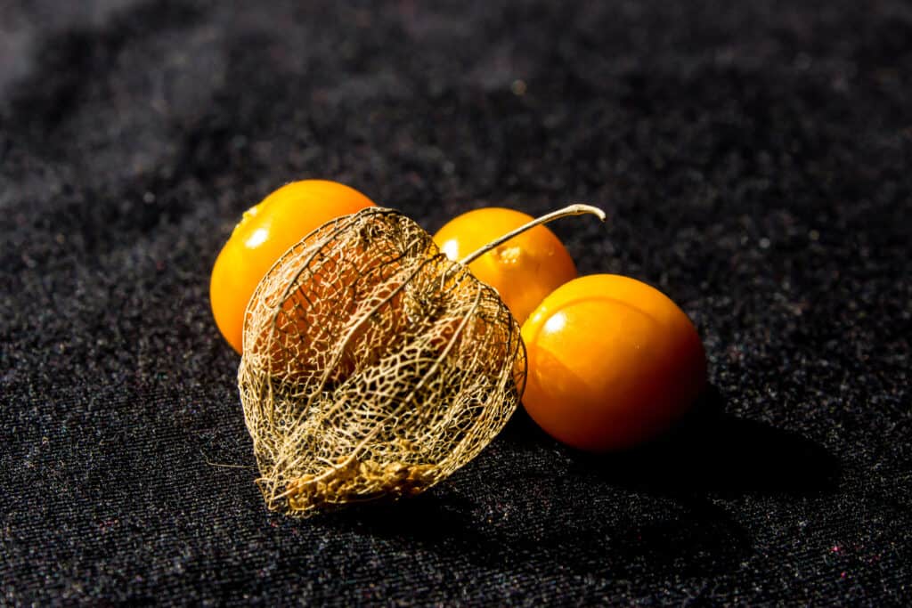 Bacche d'oro