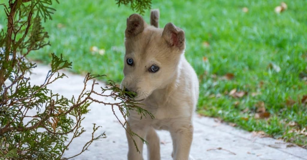 Cucciolo di Gerberian Shepsky che gioca fuori
