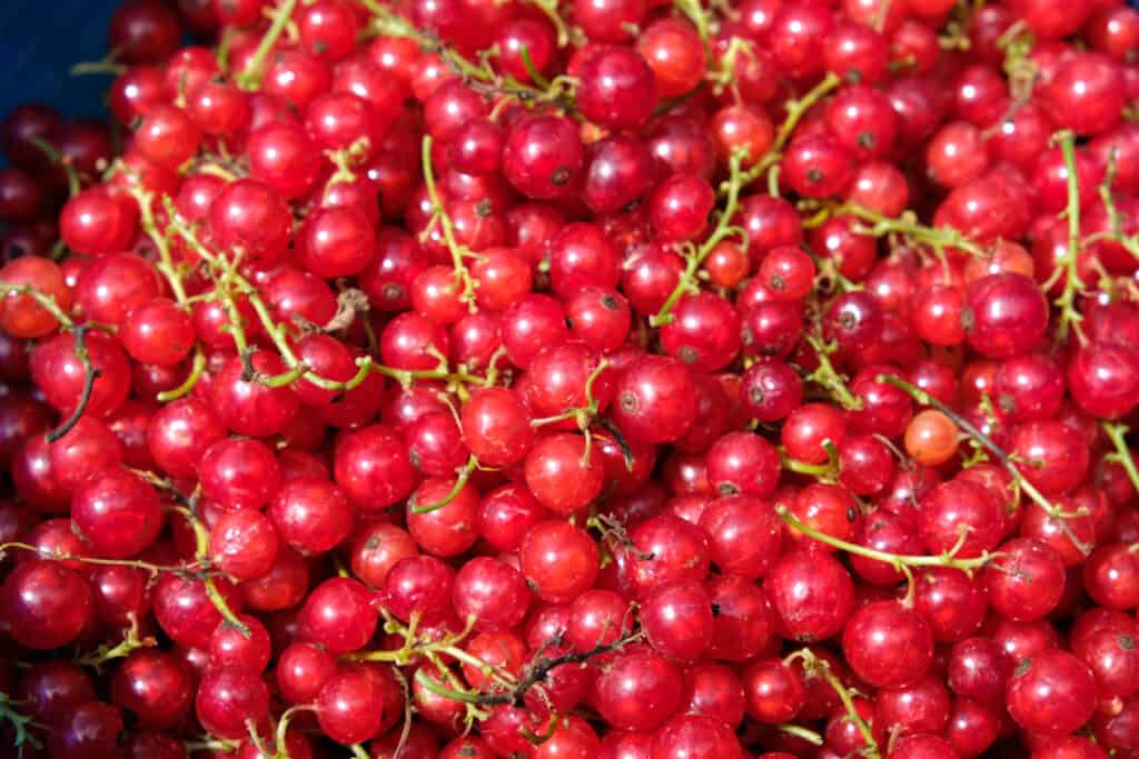 Ribes