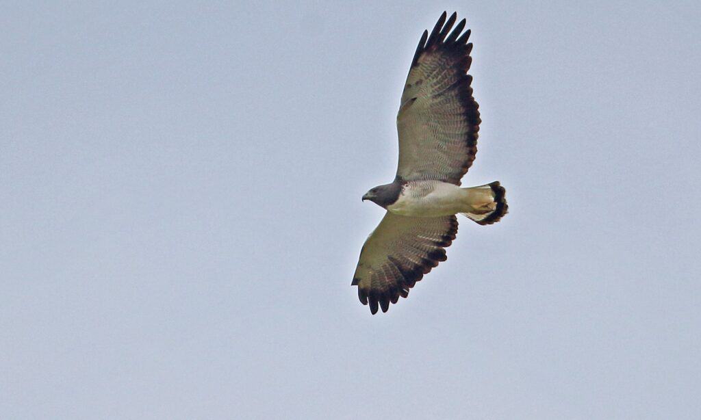 falco dalla coda bianca