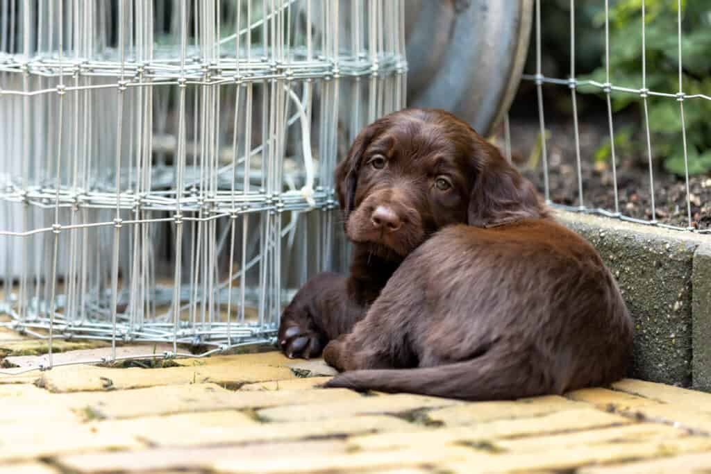 Adorabile cucciolo tedesco a pelo lungo