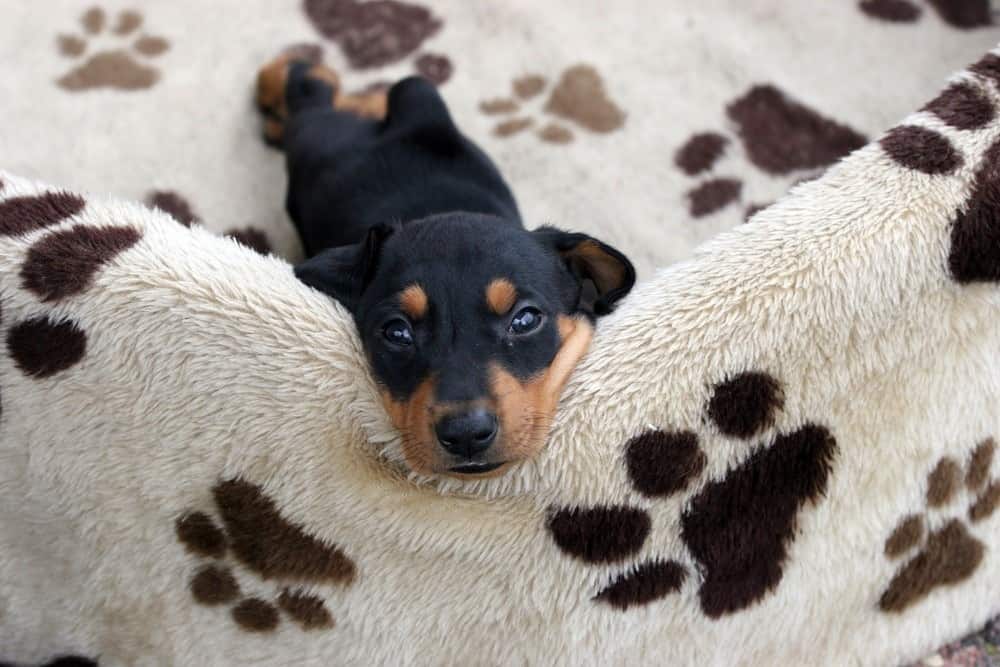 Un ritratto di un cucciolo di pincher tedesco