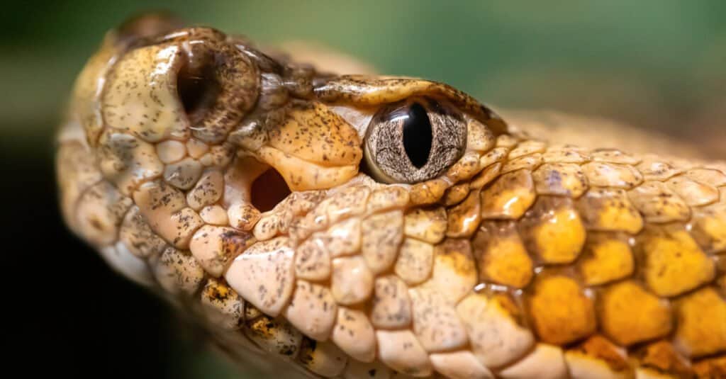 Primo piano di un occhio di serpente a sonagli in legno