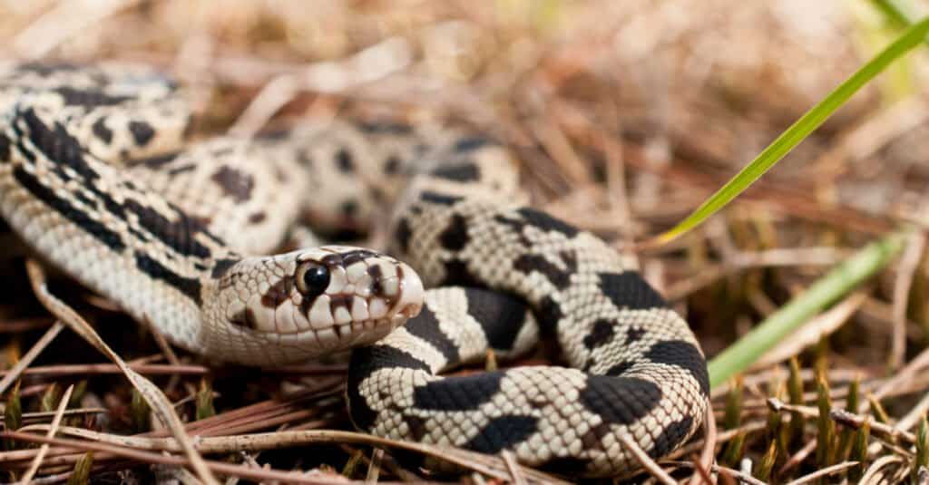 Serpente di pino settentrionale in paglia