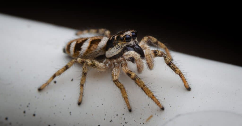 Animali con grandi occhi – Zebra Black Spider