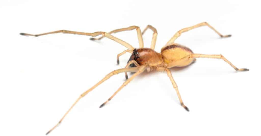 Ragno giallo del sacco isolato su sfondo bianco.