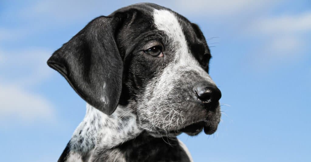 Primo piano cucciolo puntatore tedesco a pelo corto in bianco e nero