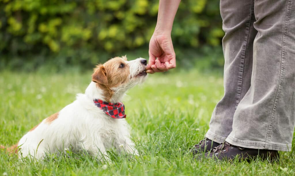 NexGard® per cani