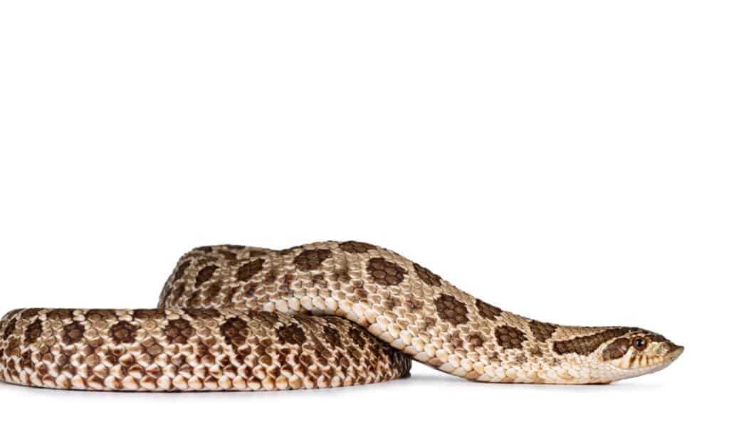 Un serpente hognose delle pianure su sfondo bianco