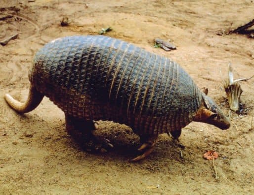 Armadillo gigante che cammina sulla sabbia