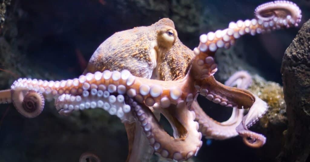 Il cervello ha un polpo